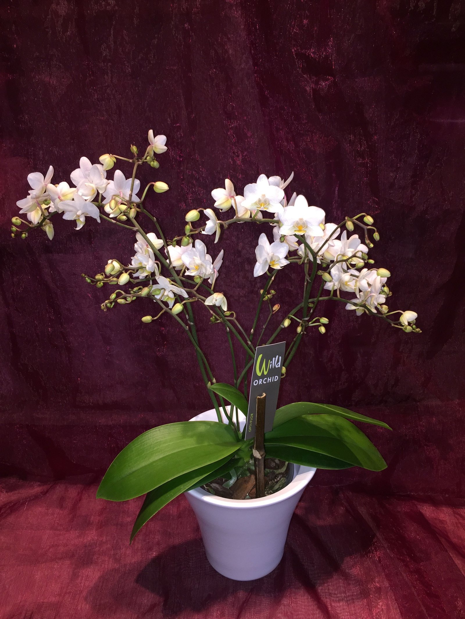 Saisonales Gesteck aus der Vingster Blumen Ecke
