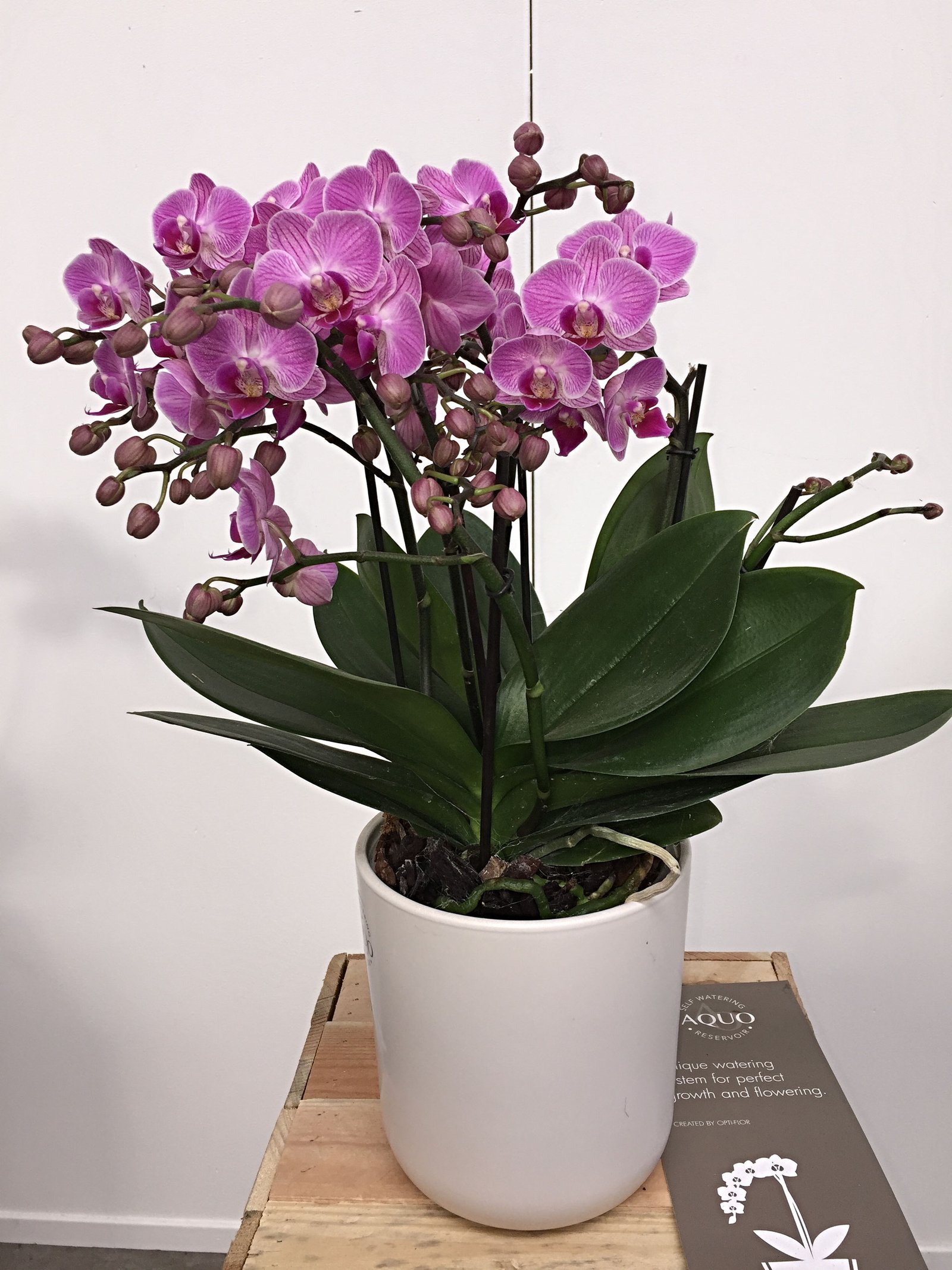 Rosa Phalaenopsis-Orchidee im weißen Übertopf